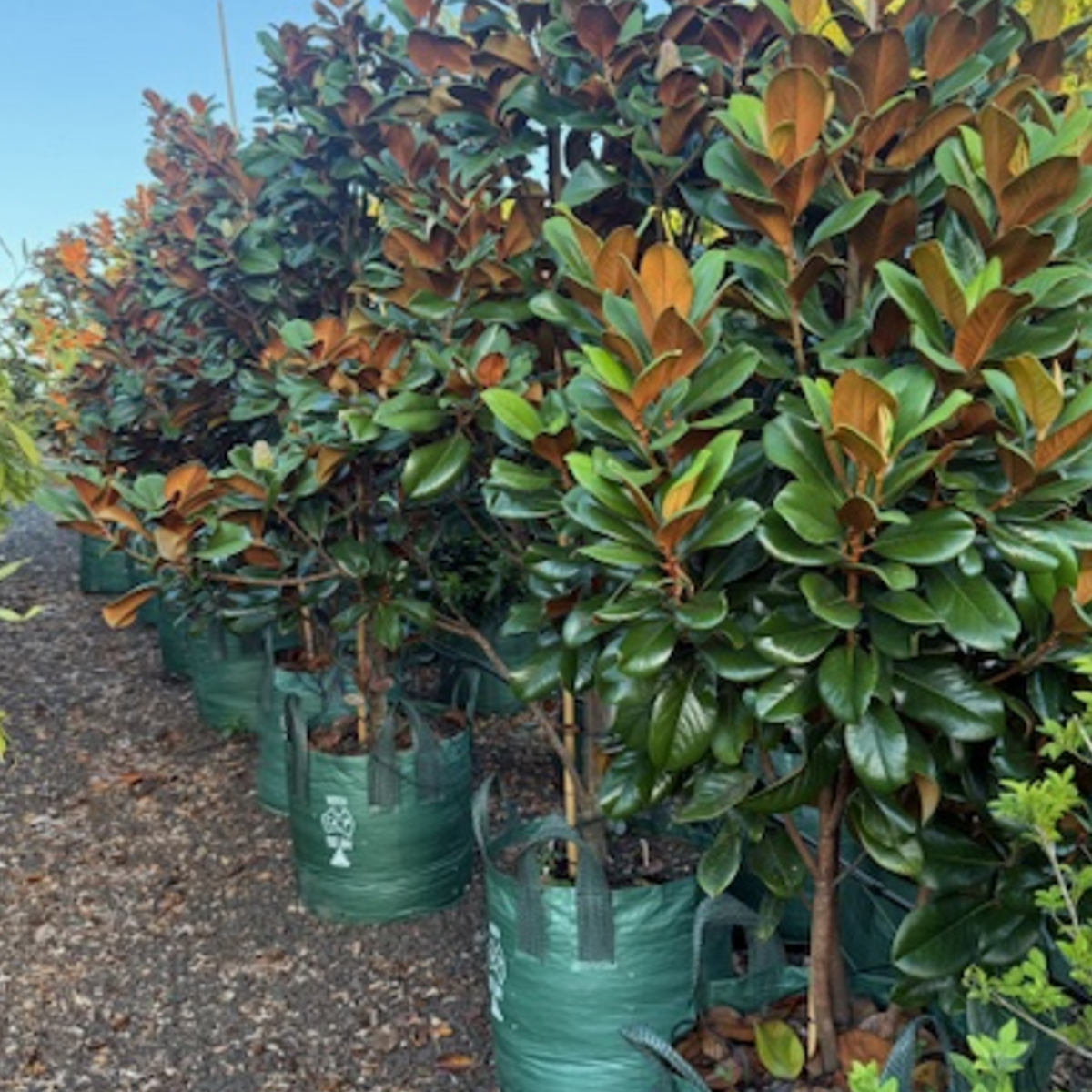 Magnolia grandiflora Teddy Bear PBR — compact evergreen magnolia with large white flowers, Cape Nursery Byron Bay NSW — 100L