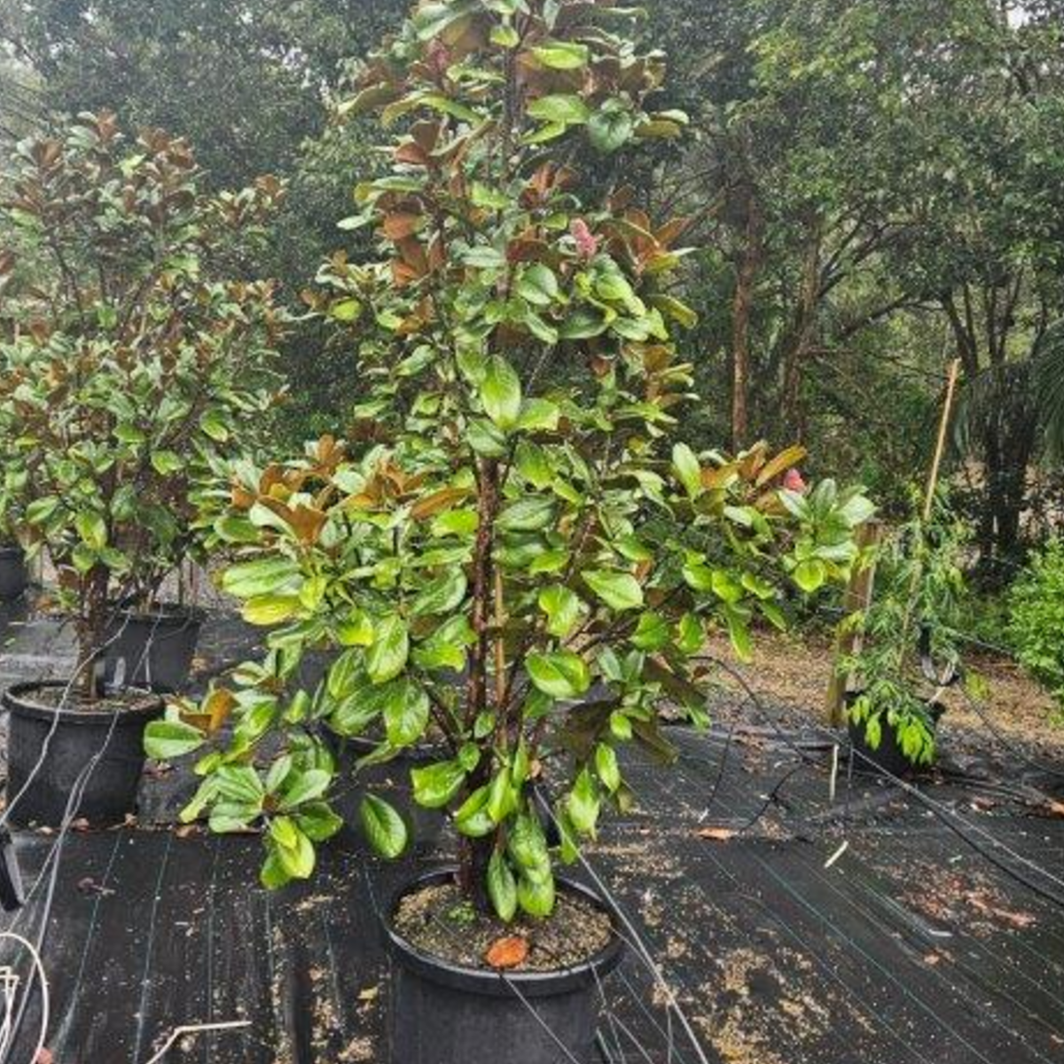 Magnolia grandiflora Teddy Bear PBR — compact evergreen magnolia with large white flowers, Cape Nursery Byron Bay NSW — 500mm · 2–2.2m