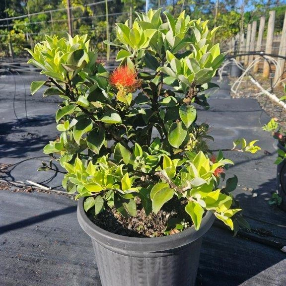 Metrosideros collina Springfire wholesale nursery plant, Cape Nursery Byron Bay NSW