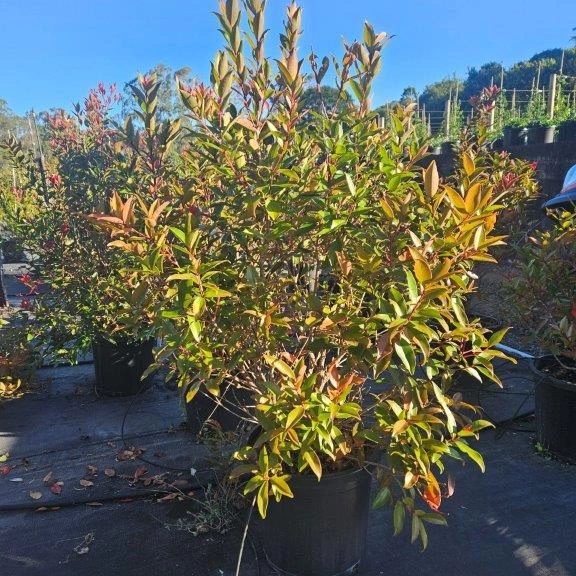 Metrosideros vitiensis Fiji Fire wholesale nursery plant, Cape Nursery Byron Bay NSW