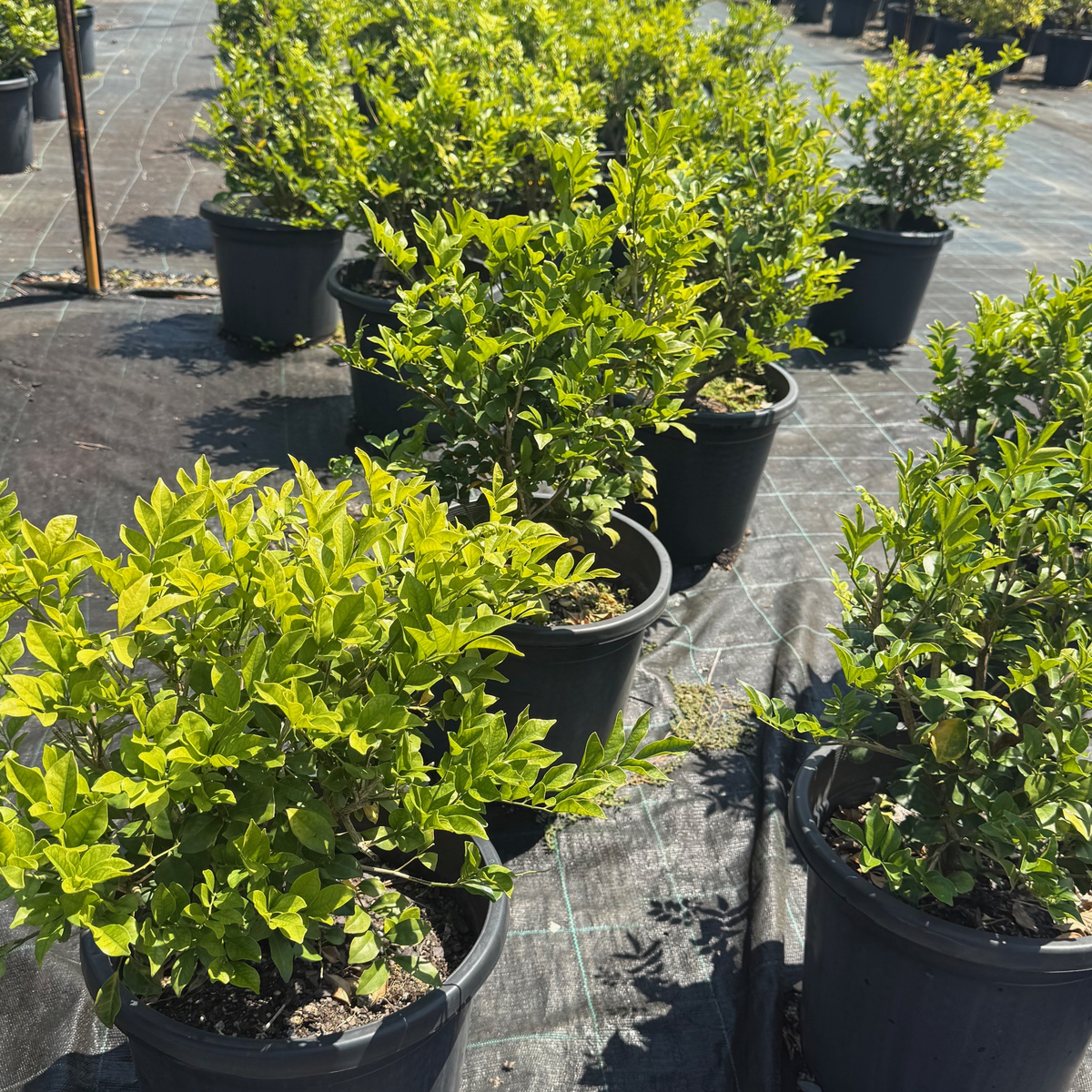 Murraya paniculata Orange Jessamine — dense fragrant hedging shrub with white flowers, Cape Nursery Byron Bay NSW — 300mm · 0.6–0.8m