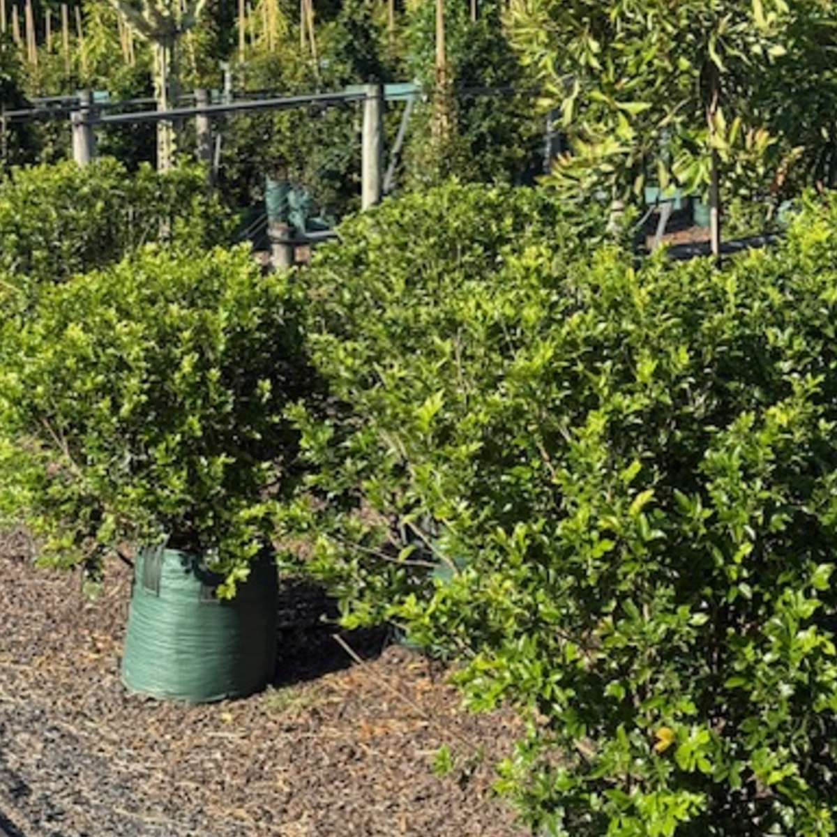 Murraya paniculata Orange Jessamine — dense fragrant hedging shrub with white flowers, Cape Nursery Byron Bay NSW — 75L · 0.8–1m