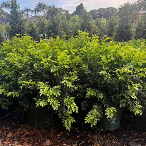 Murraya paniculata Orange Jessamine — dense fragrant hedging shrub with white flowers, Cape Nursery Byron Bay NSW