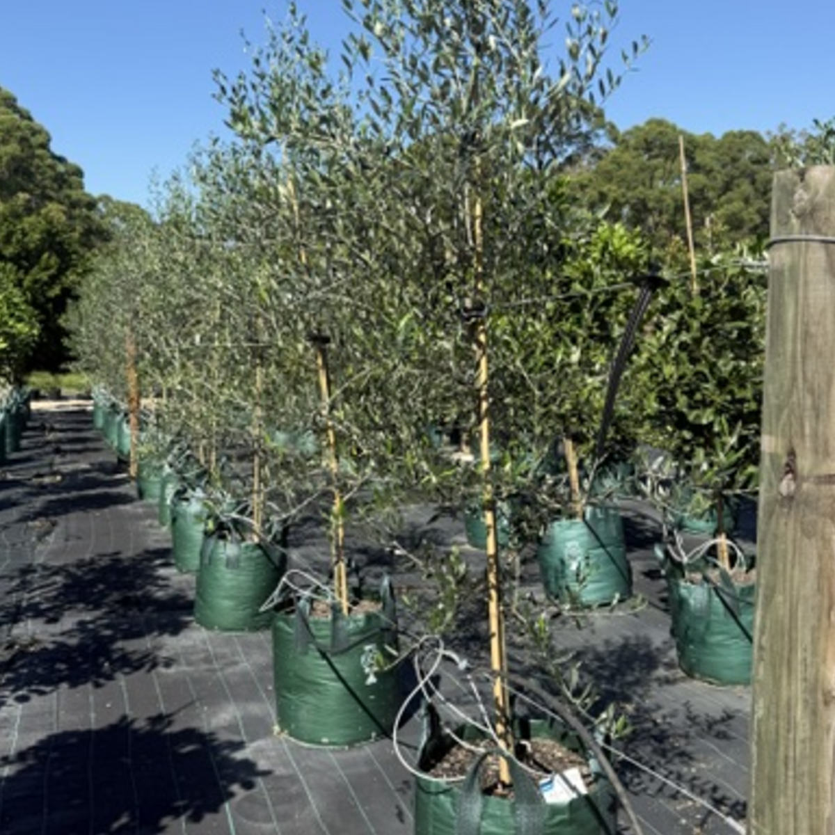 Olea europaea Manzanillo Olive — 100L