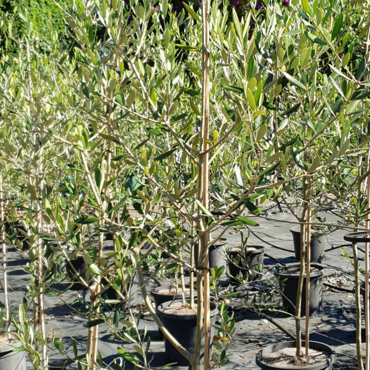 Olea europaea Manzanillo Olive — 300mm · 1.6–1.8m