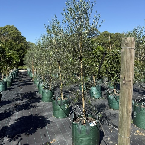Olea europaea Manzanillo Olive — productive olive tree with silvery foliage, 300mm pot, Cape Nursery Byron Bay NSW