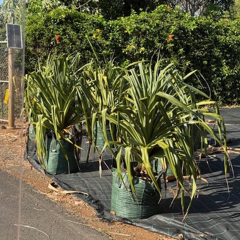 Pandanus Screw Pine — coastal architectural specimen, 100L advanced, Cape Nursery Byron Bay NSW
