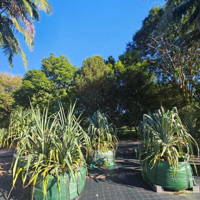 Pandanus pedunculatus — large coastal landmark Pandanus, 1000L specimen 2m+ height, Cape Nursery Byron Bay NSW
