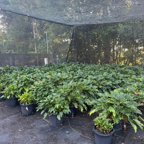 Philodendron Xanadu — bold tropical foliage plant with deeply lobed leaves, 300mm pot, Cape Nursery Byron Bay NSW