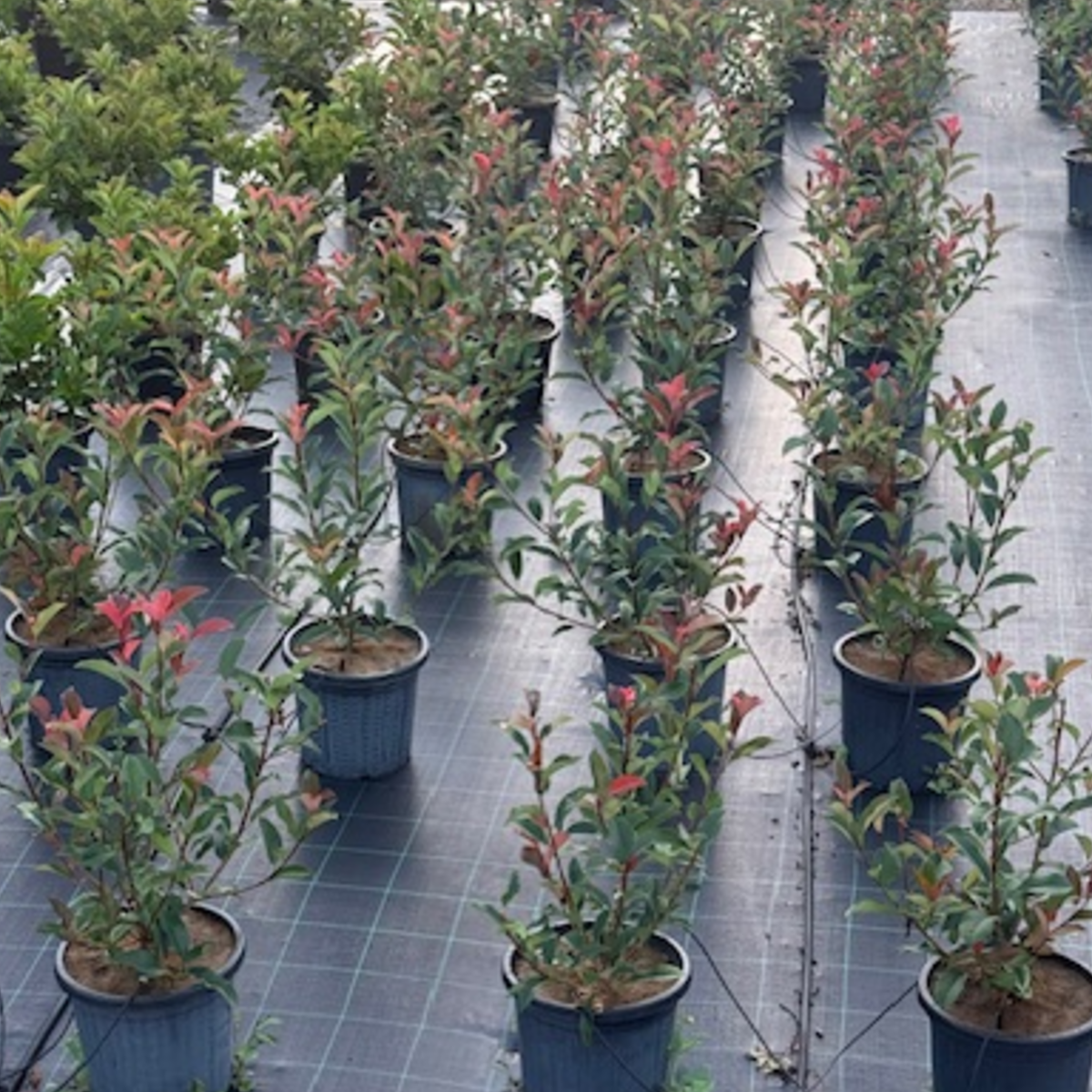 Photinia fraserii Red Robin — dense screening hedge with vivid red new growth, Cape Nursery Byron Bay NSW — 300mm · 1.4–1.5m