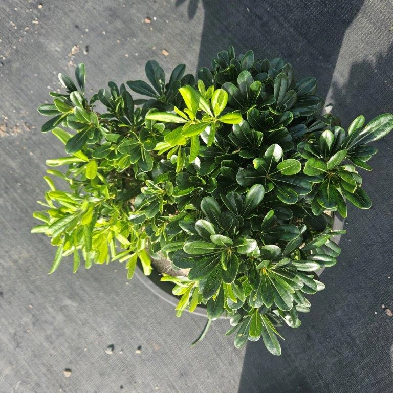 Pittosporum tobira Miss Muffet — compact dwarf Pittosporum for mass planting, 200mm pot, Cape Nursery Byron Bay NSW