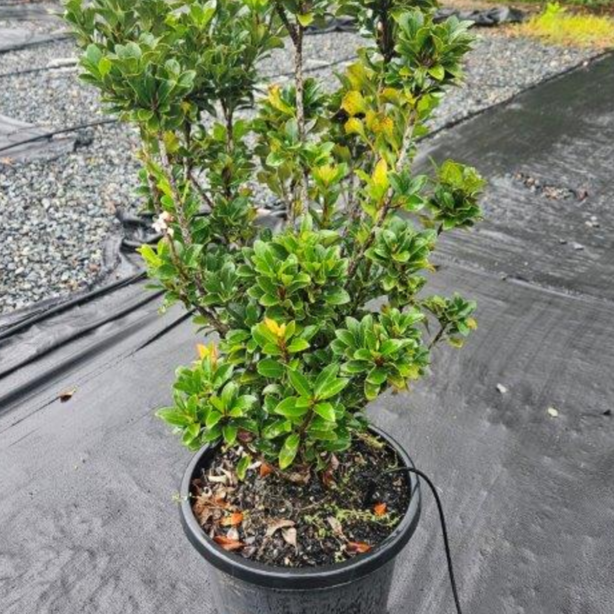 Rhaphiolepis indica Oriental Pearl