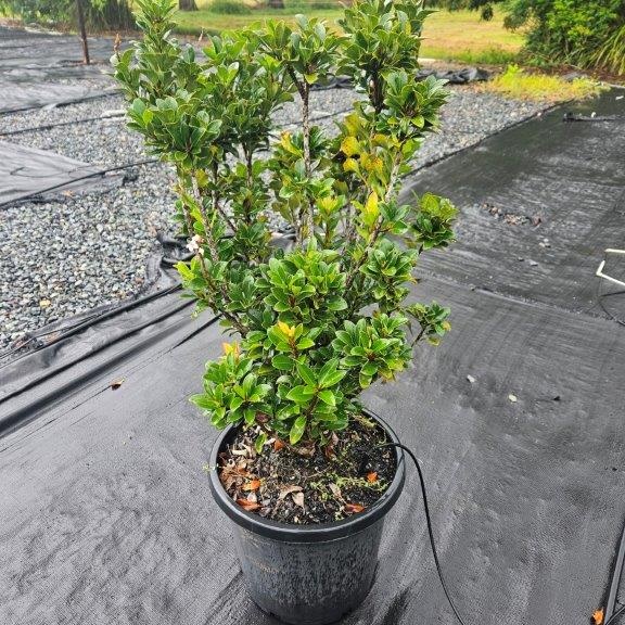 Rhaphiolepis indica Snow Maiden — compact evergreen shrub with white flowers, Cape Nursery Byron Bay NSW