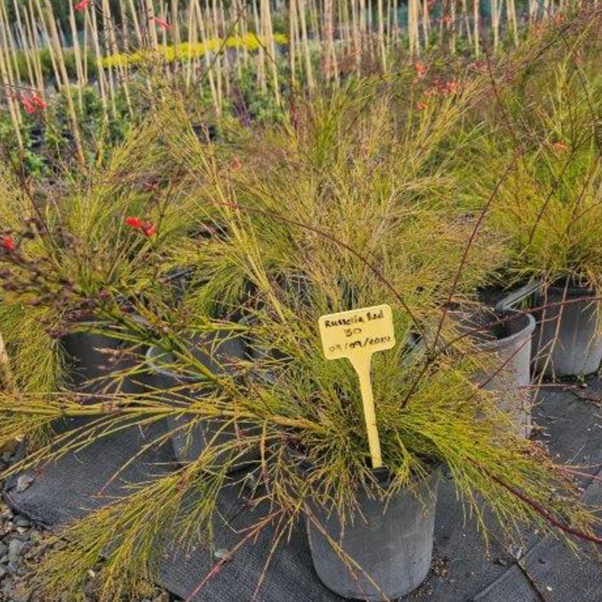 Russelia equisitiformis (juncea)
