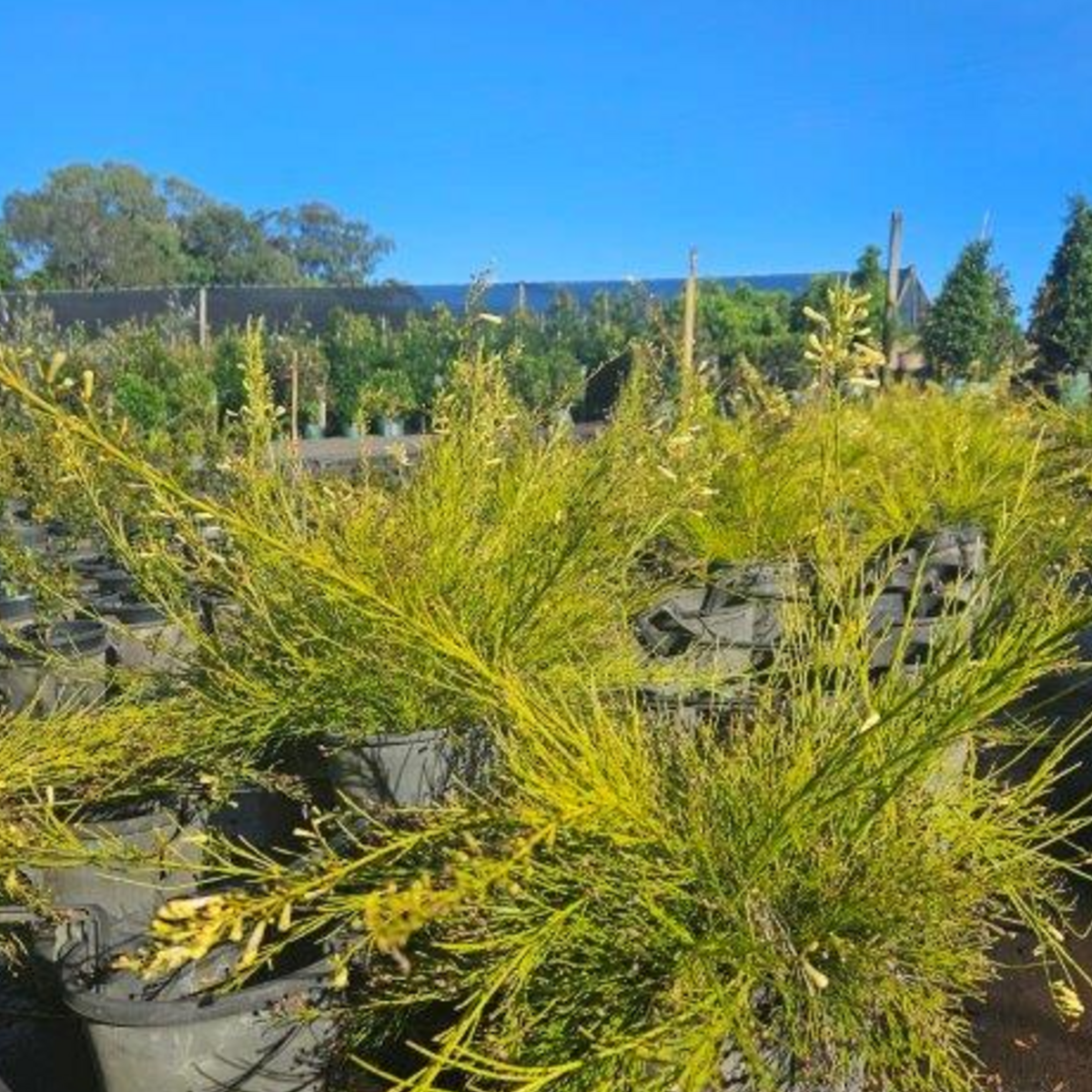 Russelia equisitiformis Lemon Falls — weeping shrub with tubular lemon-yellow flowers, 200mm pot, Cape Nursery Byron Bay NSW