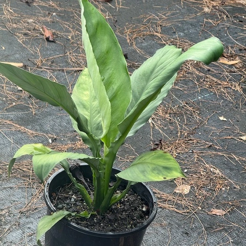 Strelitzia reginae Bird of Paradise — bold tropical perennial with orange and blue flowers, 200mm pot, Cape Nursery Byron Bay NSW