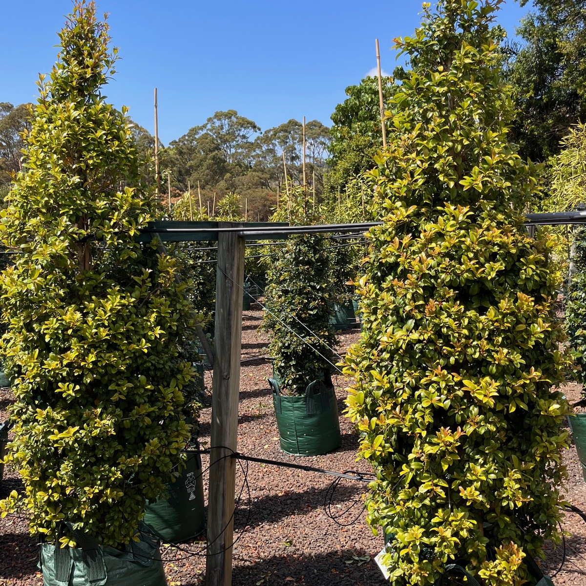 Syzygium australe Pinnacle PBR — columnar psyllid-resistant Lilly Pilly for tight screening, Cape Nursery Byron Bay NSW — 100L &middot; 2.4–2.6m