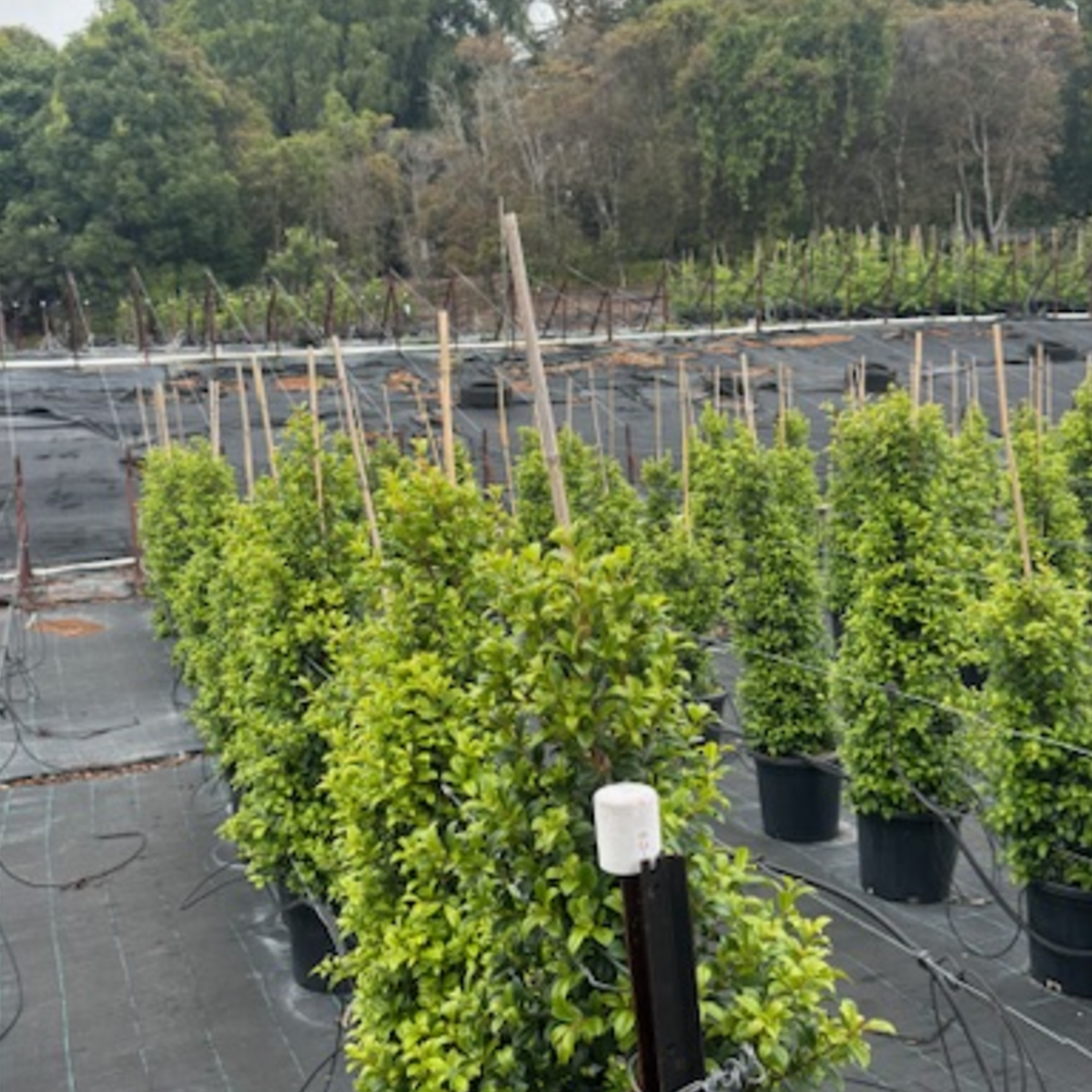 Syzygium australe Pinnacle PBR — columnar psyllid-resistant Lilly Pilly for tight screening, Cape Nursery Byron Bay NSW — 300mm &middot; 1.4–1.5m