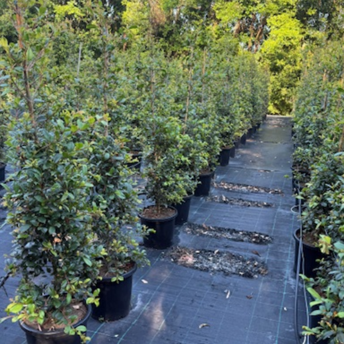 Syzygium australe Resilience — vigorous Lilly Pilly for large-scale screening, Cape Nursery Byron Bay NSW — 300mm