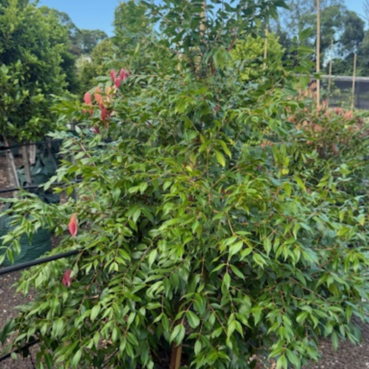 Syzygium Cascade — 100L