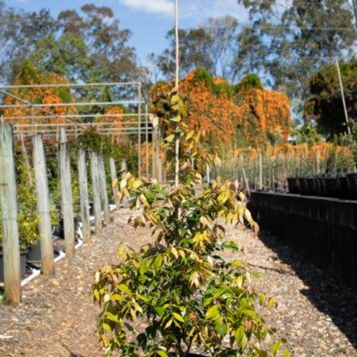 Syzygium Cascade — 300mm