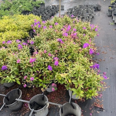 Tibouchina granulosa Jules — compact Tibouchina with vivid purple flowers, 200mm pot, Cape Nursery Byron Bay NSW