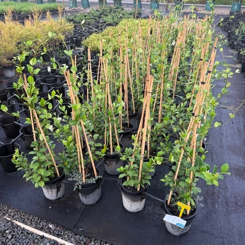 Trachelospermum jasminoides Tricolour — variegated star jasmine with pink cream and green foliage, 200mm pot, Cape Nursery Byron Bay NSW