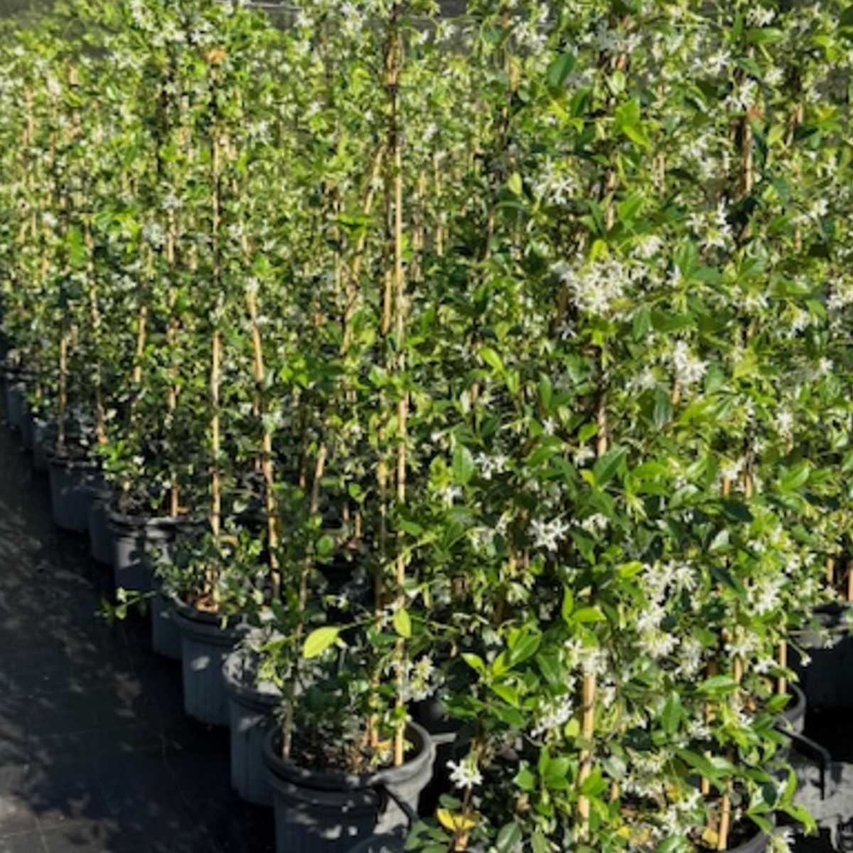 Trachelospermum jasminoides Tripods