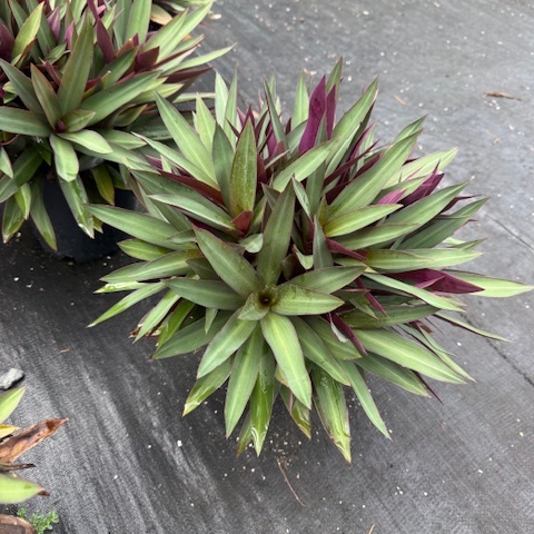 Tradescantia spathacea Dwarf Rhoeo — compact groundcover with purple-green foliage, 200mm pot, Cape Nursery Byron Bay NSW