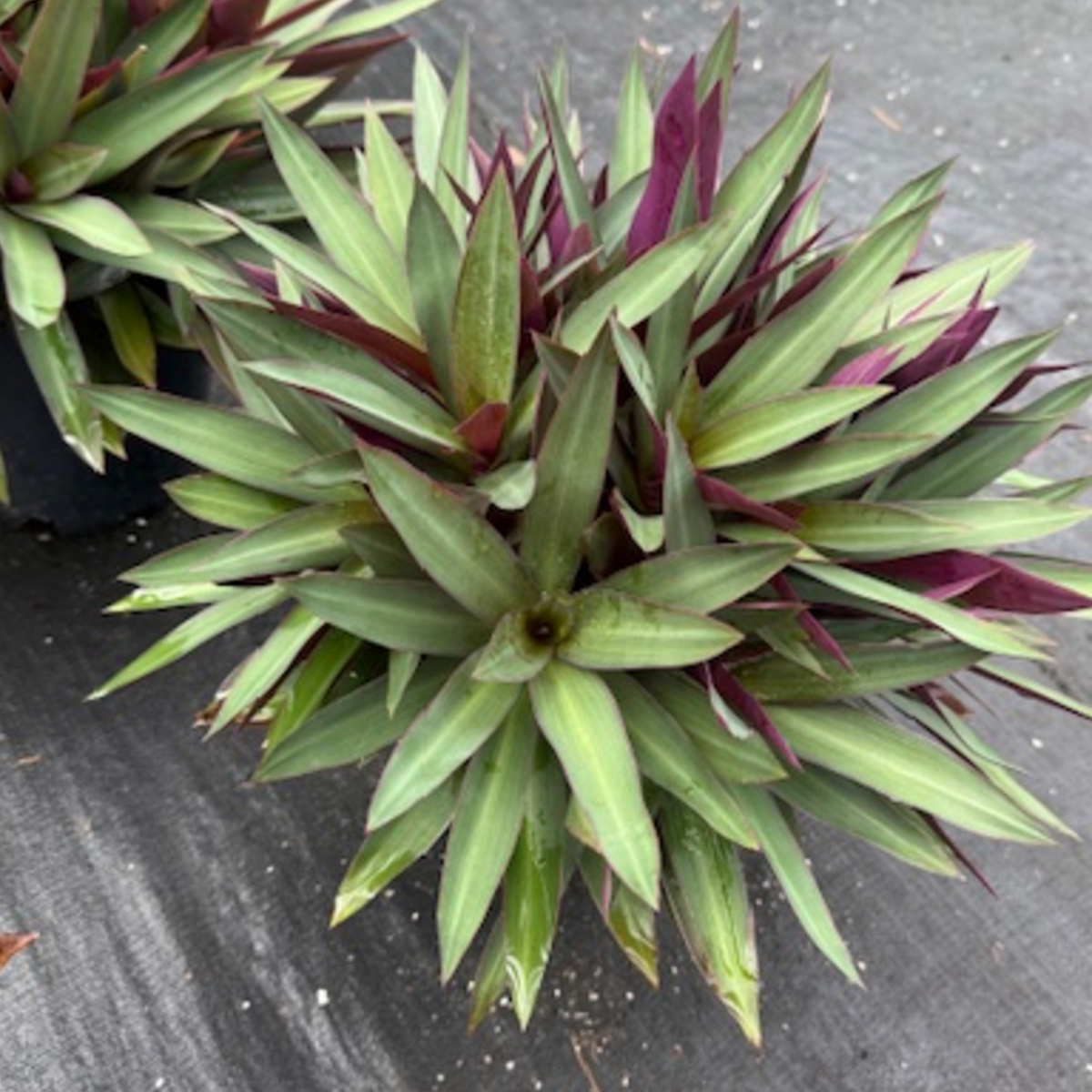 Tradescantia spathacea Dwarf Rhoeo — compact groundcover with purple-green foliage, 200mm pot, Cape Nursery Byron Bay NSW