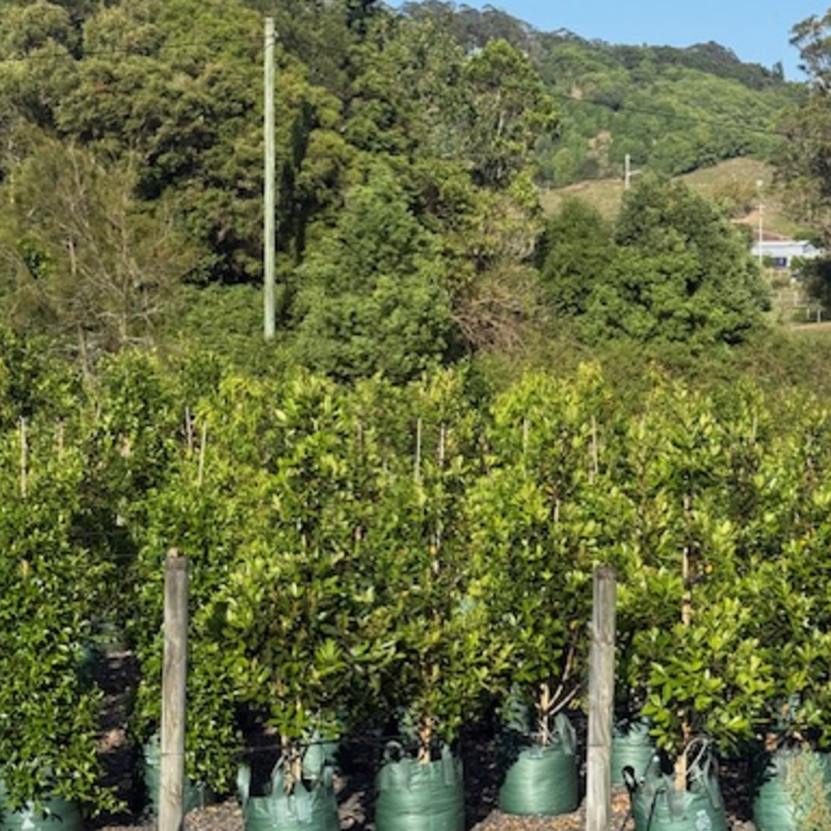 Tristaniopsis laurina Luscious PBR — advanced Water Gum screening tree with glossy foliage, Cape Nursery Byron Bay NSW — 100L · 2.4m Landscape special