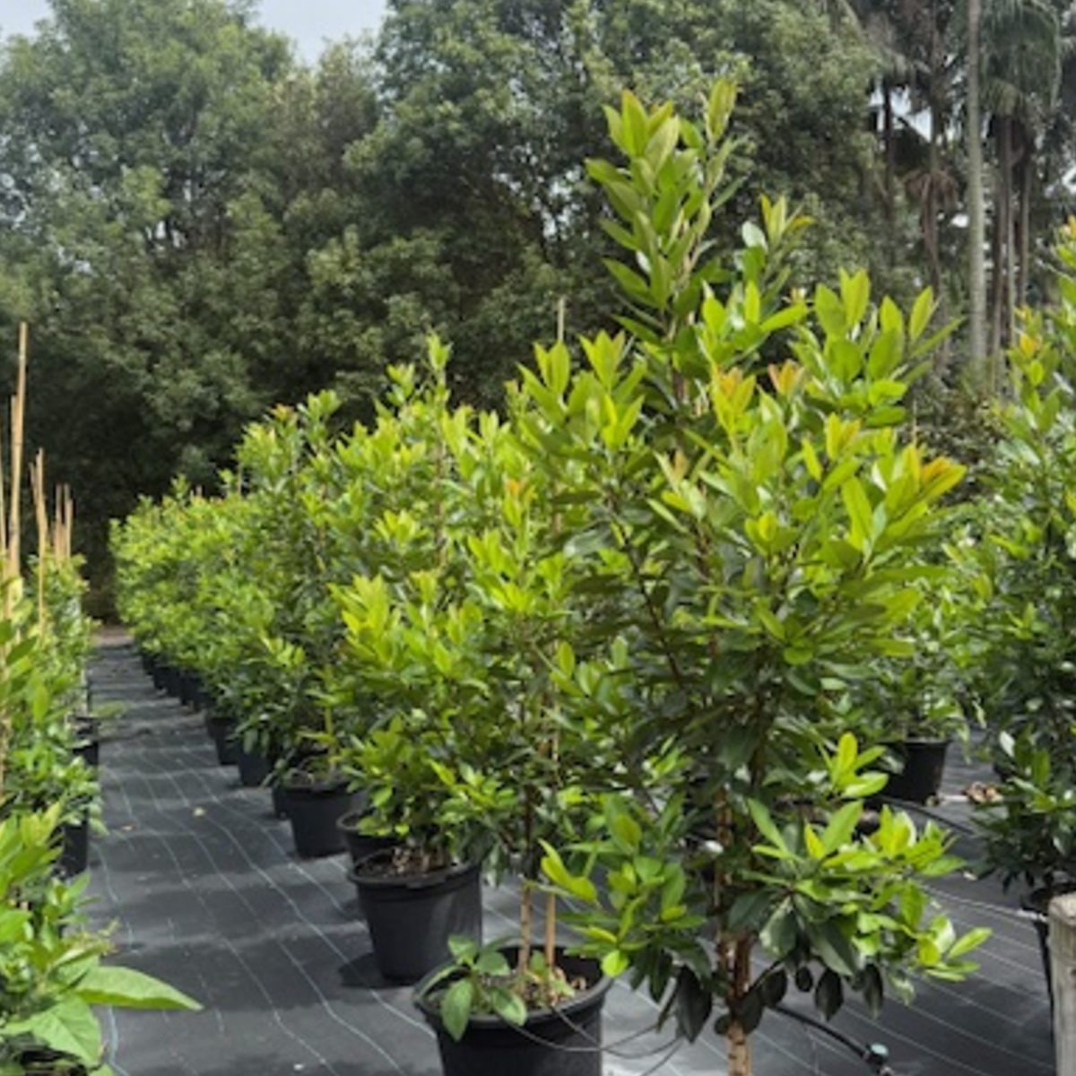 Tristaniopsis laurina Luscious PBR — advanced Water Gum screening tree with glossy foliage, Cape Nursery Byron Bay NSW — 430mm