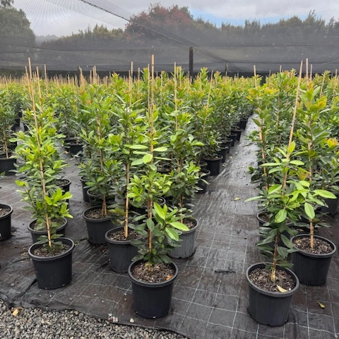 Tristaniopsis laurina Luscious PBR — advanced Water Gum screening tree with glossy foliage, Cape Nursery Byron Bay NSW