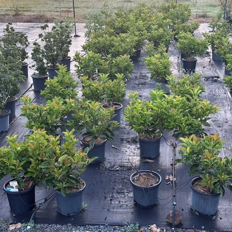 Viburnum odoratissimum Emerald Lustre — dense glossy-leafed hedging shrub, 300mm pot, Cape Nursery Byron Bay NSW