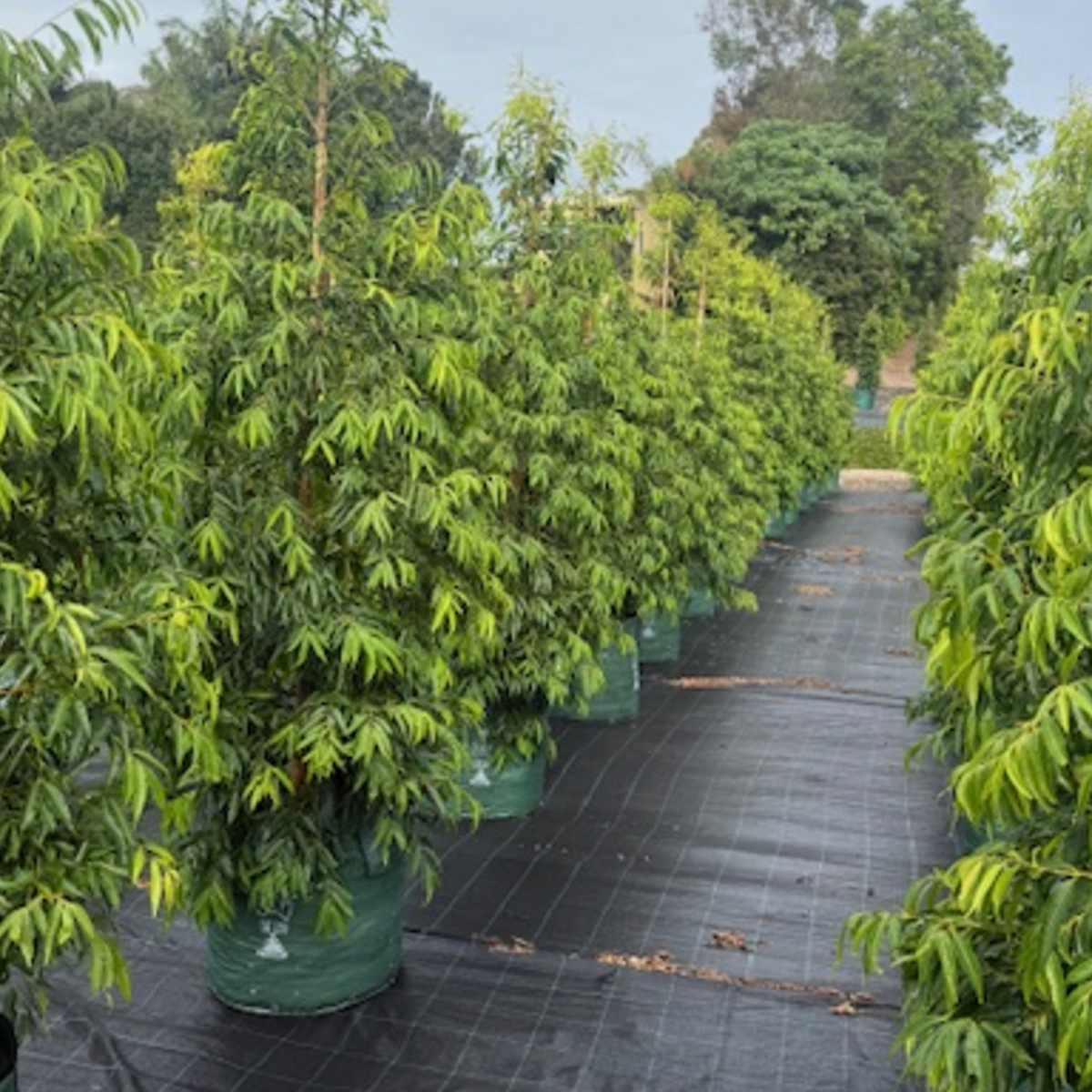 Waterhousia floribunda Weeping Lilly Pilly — graceful weeping screen plant, Cape Nursery Byron Bay NSW — 100L · 2–2.4m