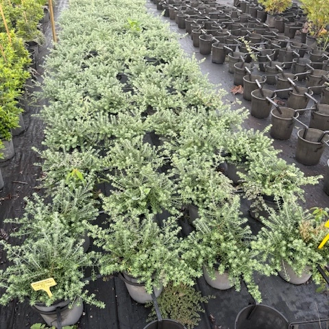 Westringia Bulli Coastal Creeper — low-spreading coastal groundcover, 200mm pot, Cape Nursery Byron Bay NSW