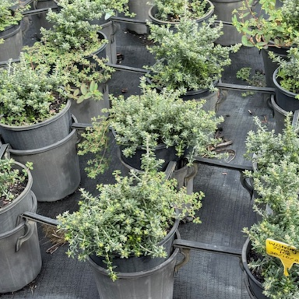 Westringia fruticosa Zena — fine-foliaged compact Westringia for low hedges, 200mm pot, Cape Nursery Byron Bay NSW