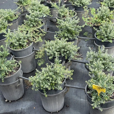Westringia fruticosa Coastal Rosemary — tough coastal hedge plant, Cape Nursery Byron Bay NSW