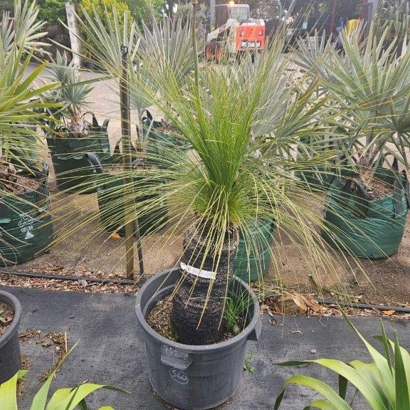 Xanthorrhoea johnsonii Grass Tree — iconic slow-growing Australian grass tree, Cape Nursery Byron Bay NSW